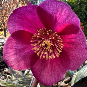 Helleborus