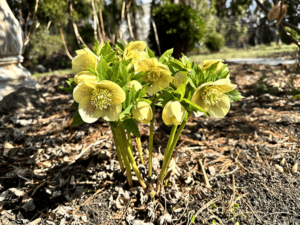 hellebore gold finsh 600px