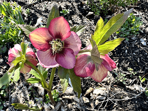 hellebore sandy shores 2