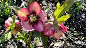 hellebore sandy shores 600px