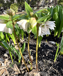 hellebore wedding 2 600px