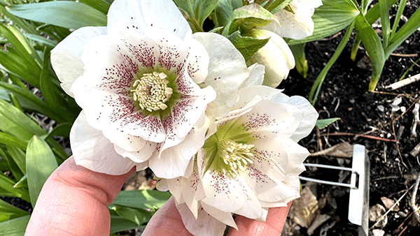 hellebore wedding