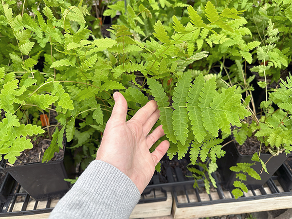 Michigan native plant - Interrupted Fern Osmunda claytoniana