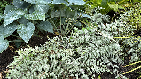 transform your garden with great foliage combinations