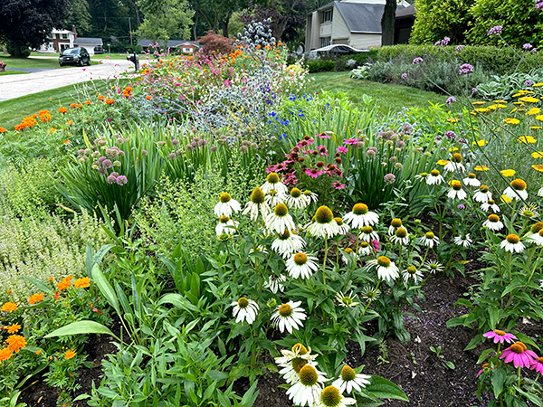 Coneflowers in the pollinator-friendly flower garden
