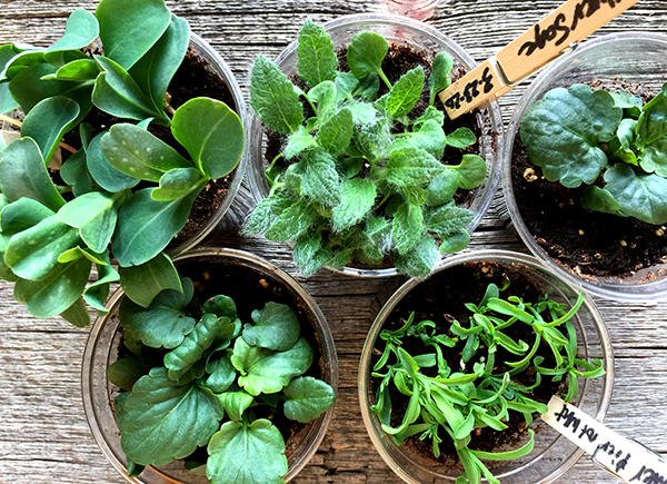 gardening with the 2024 Seed Starting Challenge