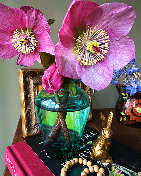 March 1 2024 newsletter image of hellebores