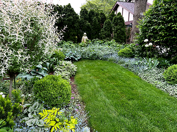 Shade garden Mary garden with forget-me-nots blooming in May