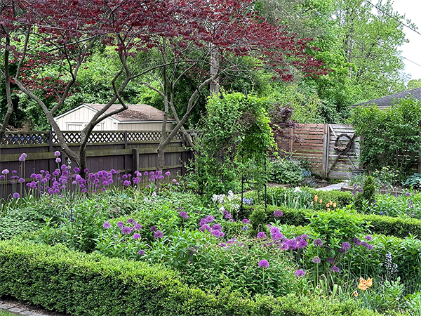 View of alliums and tulips in the garden