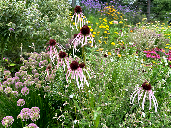 Native midwest plants Pollinator plants for 2024 garden season