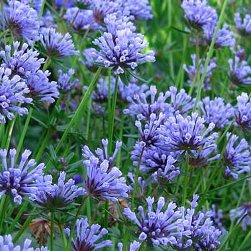 asperula orientalis from shootgardening