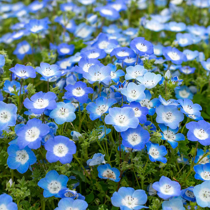 Blue plant combination - photo source Eden Brothers Seeds