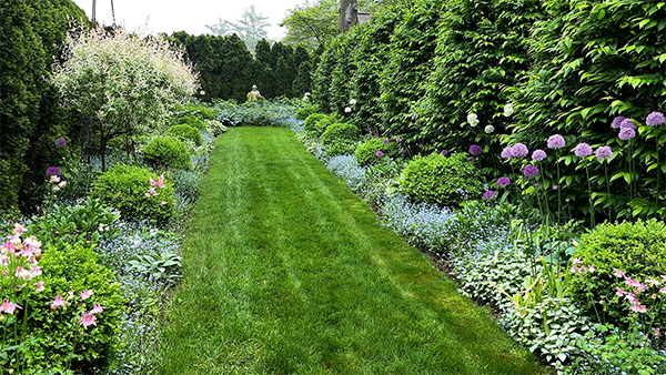 Spring in the Mary Garden with florget-me-nots