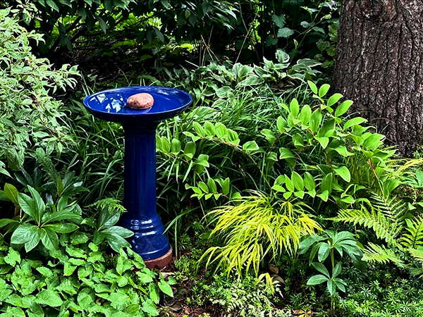 6 Awesome Shade Loving Perennials (and 1 To Avoid)