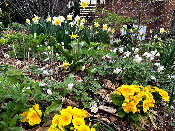 year-round garden design in the woodland border