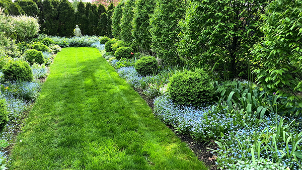 Blue flowers - Forget-me-nots in the Mary garden